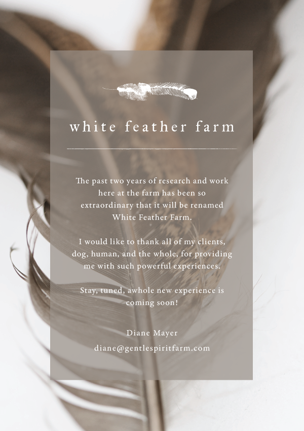  The past two years of research and work here at the farm has been so extraordinary that it will be renamed White Feather Farm.  I would like to thank all of my clients, dog, human, and the whole, for providing me with such powerful experiences.  Stay, tuned, awhole new experience is coming soon!    Diane Mayer  diane@gentlespiritfarm.com
